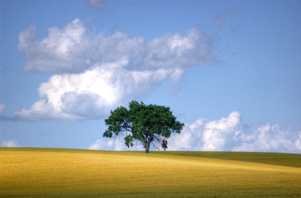 [alone-tree%255B6%255D.jpg]