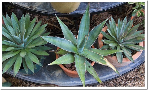 120630_Agave-FO76_10
