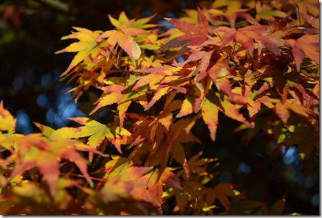 Autumn leaves