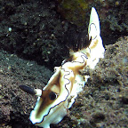 Nudibranch near the US Liberty wreck (Tulamben, Bali)