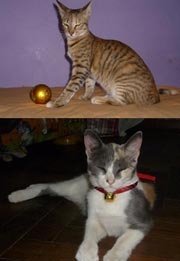 gatitos ventanilla1.jpg