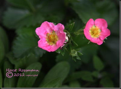 Pink Strawberry flowers copy