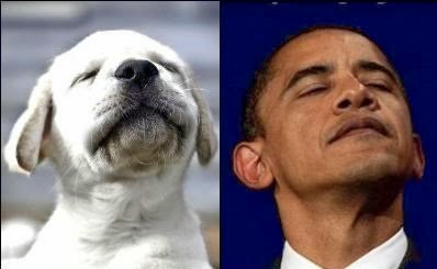 [bo%2520smug%2520puppy%255B2%255D.jpg]