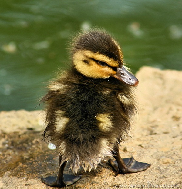 filhotes-patos-fofos-pequenos-desbaratinando (21)