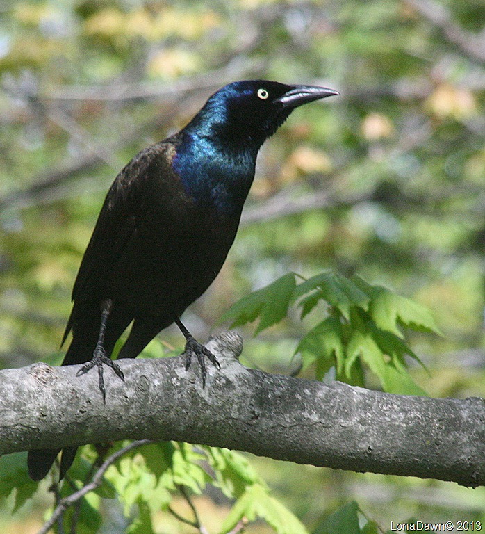[Grackle5_April21%255B10%255D.jpg]