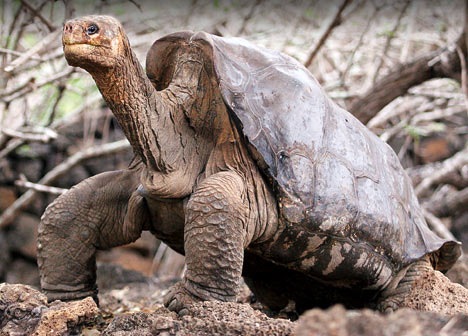 [galapagos%255B4%255D.jpg]
