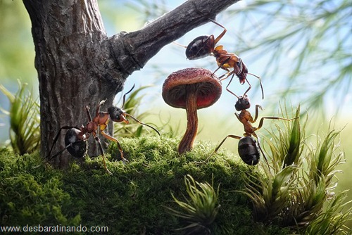 formigas inacreditaveis incriveis desbaratinando  (69)
