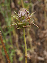 P6055740