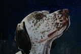 Puck - 24 x 30 cm - olieverf op paneel