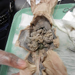 fetal_pig_bladder.JPG