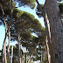 Parc Can Nadal