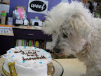 Snowball, now Riley, was the guest of honor! His adoptive parents were right there with him celebrating his new life! Snowball, now Riley, was the guest of honor! His adoptive parents were right there with him celebrating his new life!