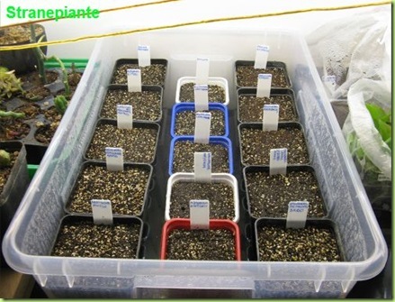 contenitore semina piante grasse umidità