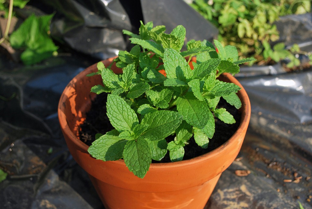 [DSC_2458%255B5%255D.jpg]