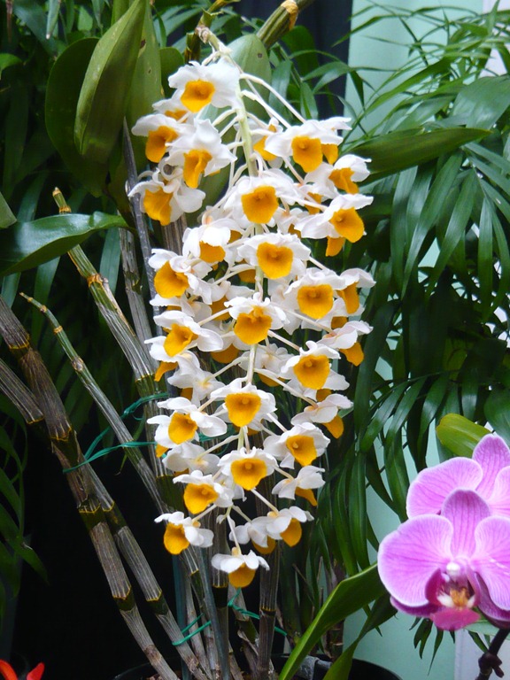 [orchids6%255B4%255D.jpg]