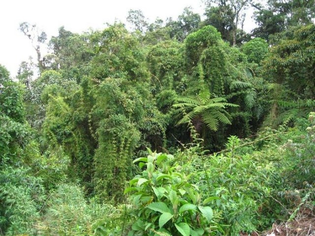 [beautiful-amazon-rain-forest-5%255B2%255D.jpg]