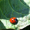 Coccinella