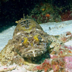 guggsch du, Krokodil-Fisch am Pinnacle bei Hoga