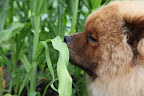 It smells kind of grassy and fresh.