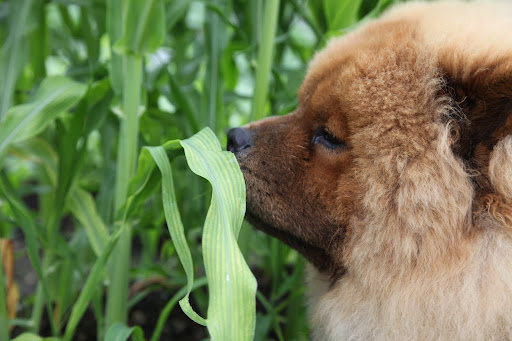 It smells kind of grassy and fresh.