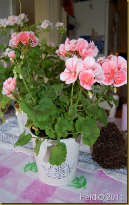blomster september 2011 019 blomster september 2011 019