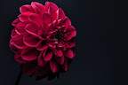 IMG_7753-Edit-Edit.jpg