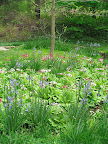 Since it is native, give it moist soil and it will naturalize readily (and I mean that in a good way).