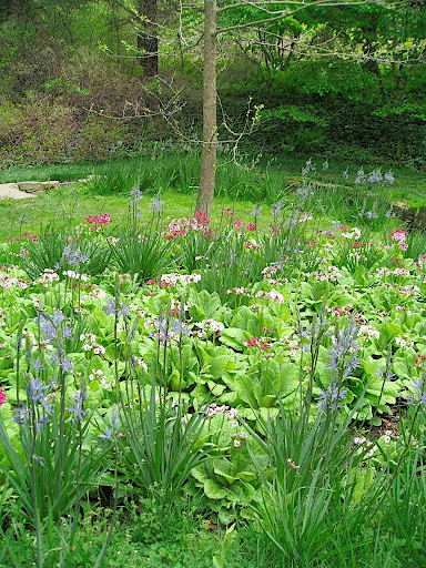 Since it is native, give it moist soil and it will naturalize readily (and I mean that in a good way).