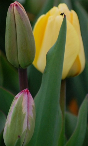 [tulips16%255B2%255D.jpg]