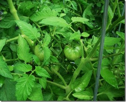 Garden6