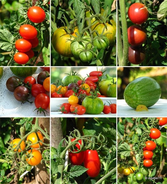 my little garden-collage-1