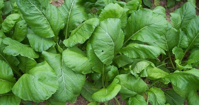 [Mustard-Spinach-Savanna3.jpg]