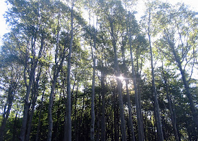 Breze do neba / Birches toward to the sky.