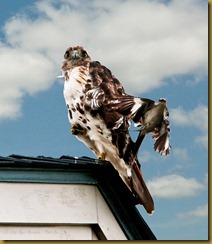 -Orion  Red-tailed Hawk and Mockingbird May 11, 2010 NIKON D300