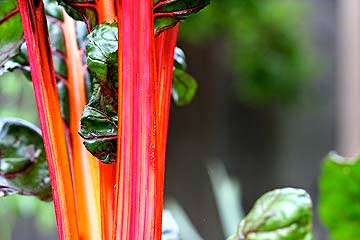 Sautéed Swiss Chard Ribs with Cream and Pasta (photo)
