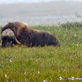 Boi almiscarado - Deadhorse - Alaska, EUA