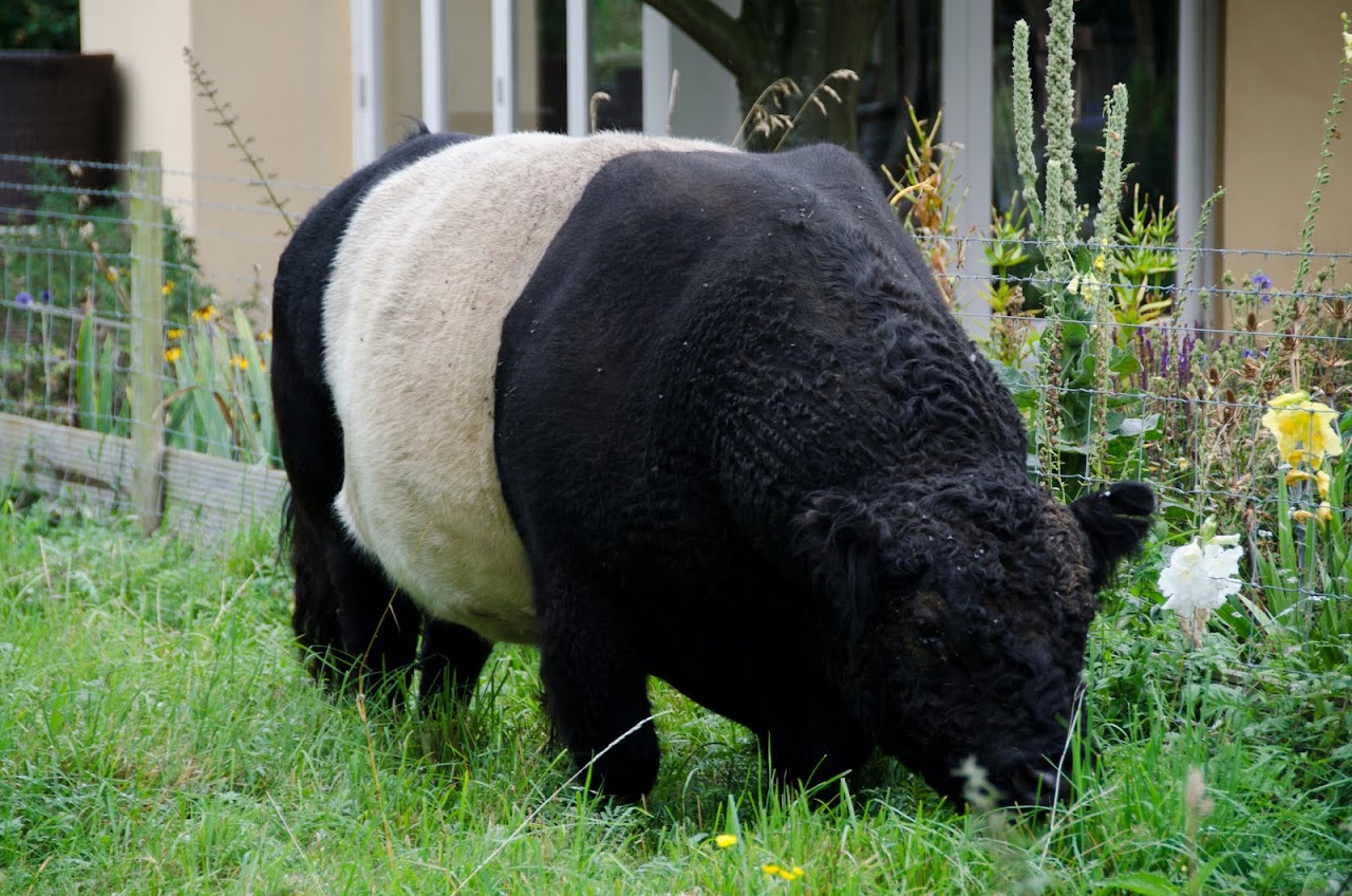 Cotswolds cow