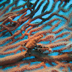 Seafan spider crab (Cabilao)