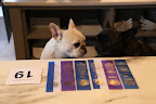 Wow, Franny!  Look at all of the ribbons G.K. won!  What a champion!