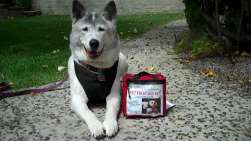 Denise is an advocate of adopting senior pets, and she teaches workshops on how to make their later years more golden. Denise is an advocate of adopting senior pets, and she teaches workshops on how to make their later years more golden.