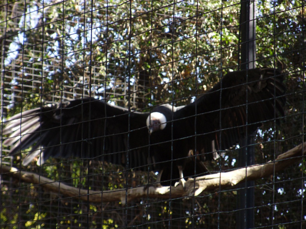 [Fresno%2520Zoo%2520026%255B3%255D.jpg]