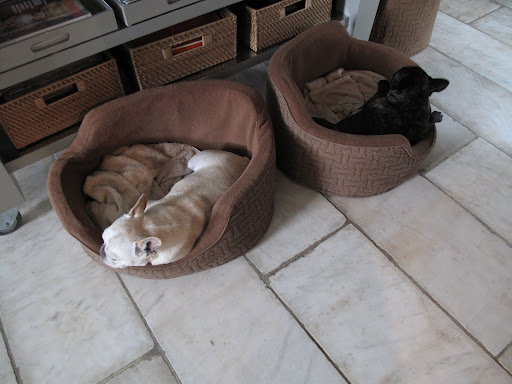 Quick, I hear those rascal cats approaching!  Let's pretend we're asleep!  I hope you turned all the cameras on Sharkey.  I can't wait to see the footage! 
TO BE CONITNUED.....