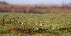 Atwater Prarie Chickens