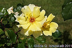Marialva - Glória Ishizaka -  Largo do Negrilho - rosa amarela