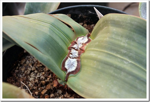 130202_UCDavis_Welwitschia-mirabilis_02