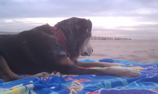 Zelda's final sunset Zelda's final sunset