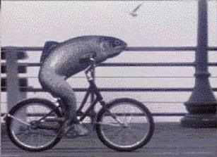 [a_fish_needs_a_bicycle%255B4%255D.jpg]