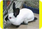 Companion bunnies give frequent kisses, eat from your hand and can learn tricks.Milkyway, above, is small now, but when he’s grown, he will be a big bunny!! Very active and spry, he will need a lot of room to exercise his twinkle toes. He would benefit from having a partner bunny. Companion bunnies give frequent kisses, eat from your hand and can learn tricks.Milkyway, above, is small now, but when he’s grown, he will be a big bunny!! Very active and spry, he will need a lot of room to exercise his twinkle toes. He would benefit from having a partner bunny.