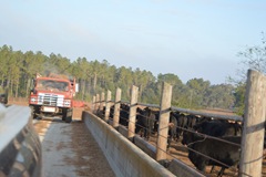 feed cows 006 feed cows 006