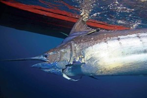 Blue marlin (M. nigricans) with an electronic tag used to monitor horizontal and vertical habitat use. As one of the largest teleosts in the Atlantic that grows to nearly 1,000 kg, this high-oxygen-demand tropical pelagic fish requires dissolved oxygen levels ≥3.5 ml /l. Photo courtesy of B. Boyce